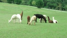 llamas_IMG_20140913_154543_.jpg