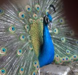 peacock_IMG_20160326_1.jpg