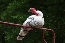 turkey_IMG_6011.jpg