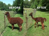 shearing_before_after.jpg