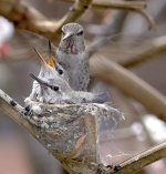 HummingBird1.jpg