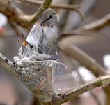 HummingBird2.jpg