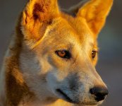 Dingo-Angus-Emmott-850-1.jpg Dingo-Angus-Emmott-850-1.jpg