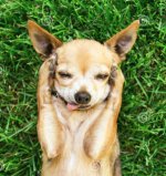 Chihuahua.jpg